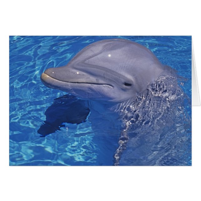 Bottlenosed Dolphin, Tursiops Truncatus (Front Horizontal)