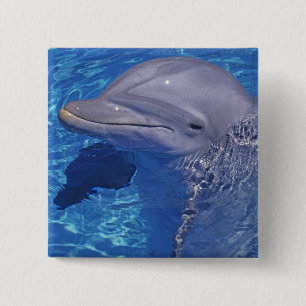 Bottlenosed Dolphin, Tursiops Truncatus 15 Cm Square Badge