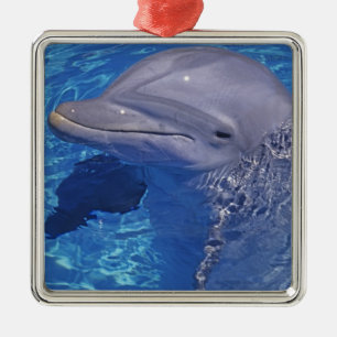 Bottlenosed Dolphin, Tursiops Truncatus Metal Ornament