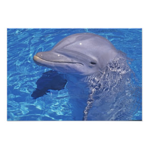 Bottlenosed Dolphin, Tursiops Truncatus Photo Print