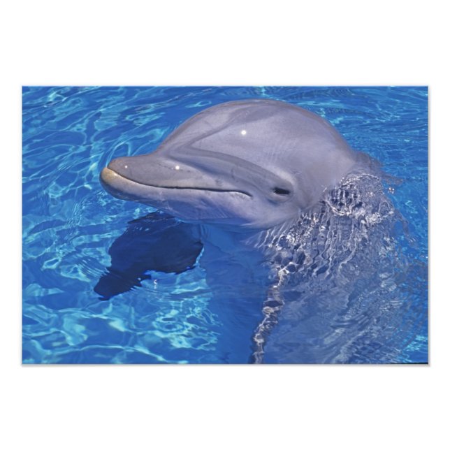 Bottlenosed Dolphin, Tursiops Truncatus Photo Print (Front)