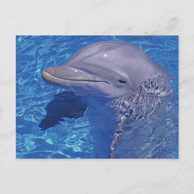 Bottlenosed Dolphin, Tursiops Truncatus Postcard (Front)