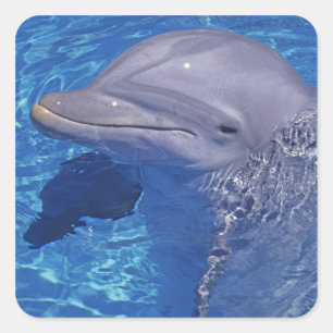 Bottlenosed Dolphin, Tursiops Truncatus Square Sticker