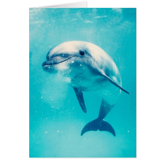 Bottlenosed Dolphin Underwater (Front)