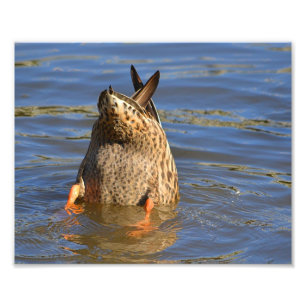 Bottom's Up Duck Photo Print