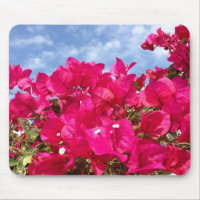 Bougainvillea and Beautiful Blue Sky