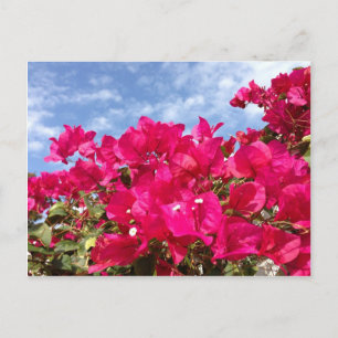 Bougainvillea and Beautiful Blue Sky Postcard