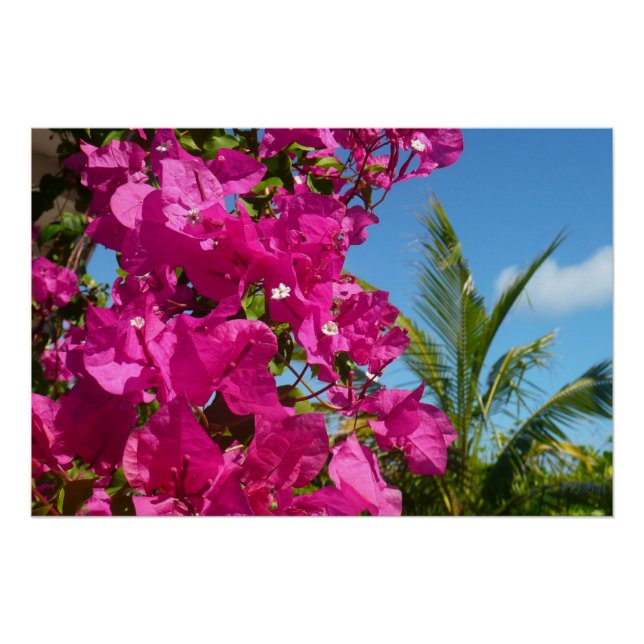 Bougainvillea and Palm Tree Tropical Nature Scene Poster (Front)