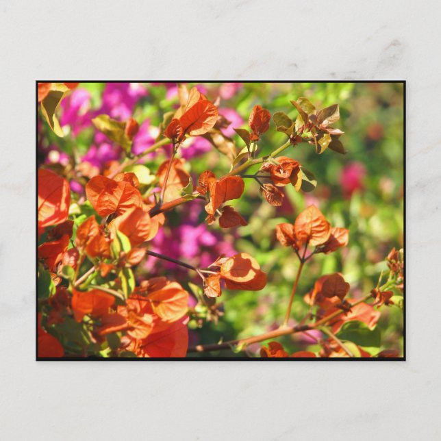 Bougainvillea Branches Postcard (Front)