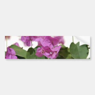 Bougainvillea Bumper Sticker