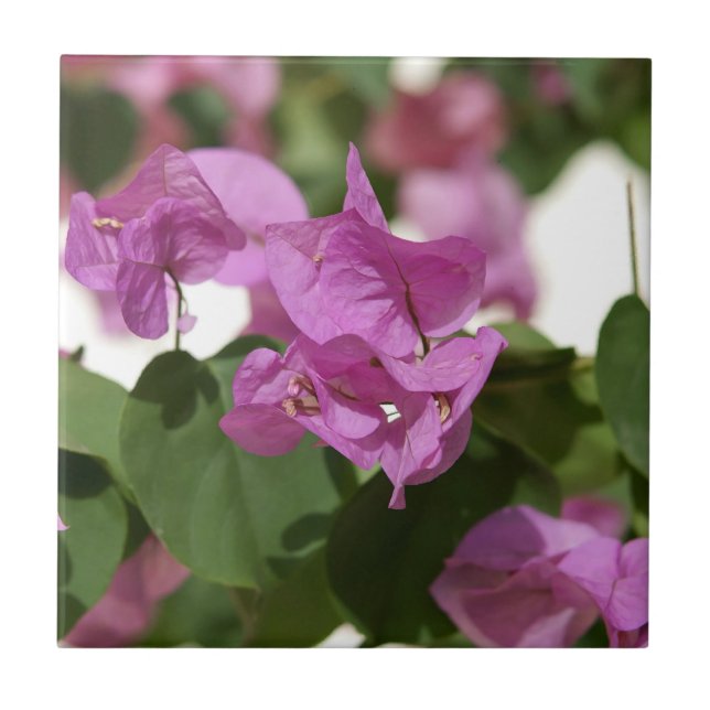 Bougainvillea Ceramic Tile (Front)