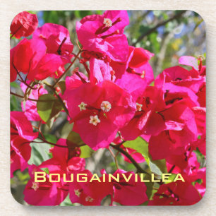 Bougainvillea Coaster