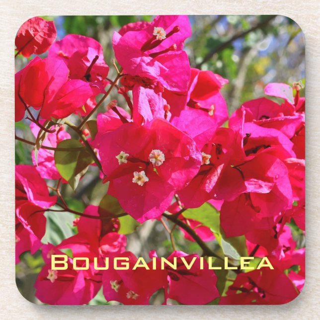Bougainvillea Coaster (Front)