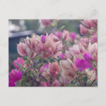 Bougainvillea Flowers
