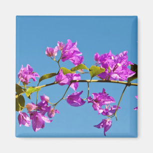 Bougainvillea Flowers Magnet