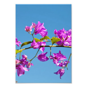Bougainvillea Flowers Photo Print