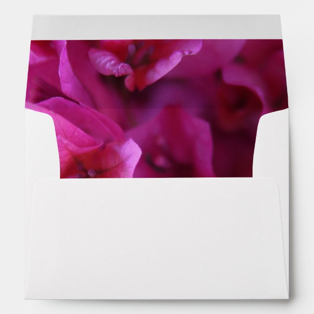 Bougainvillea full envelopes (Back (Bottom))