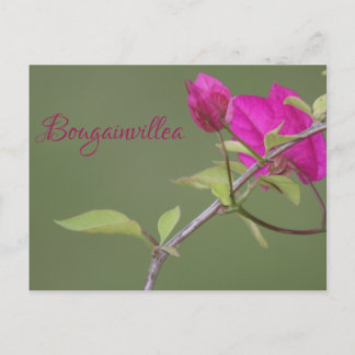 Bougainvillea Pink Elegant Australian Postcard