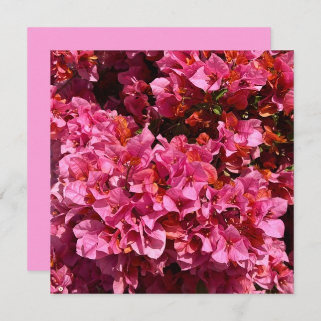 Bougainvillea Pink Tropical Vining Shrub Photo  Card (Front/Back)