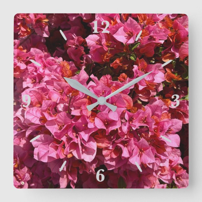 Bougainvillea Pink Tropical Vining Shrub Photo Square Wall Clock (Front)