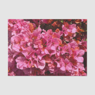 Bougainvillea Pink Tropical Vining Shrub Photo Tissue Paper