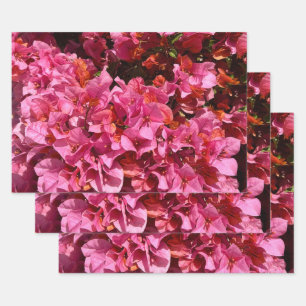 Bougainvillea Pink Tropical Vining Shrub Photo Wrapping Paper Sheet