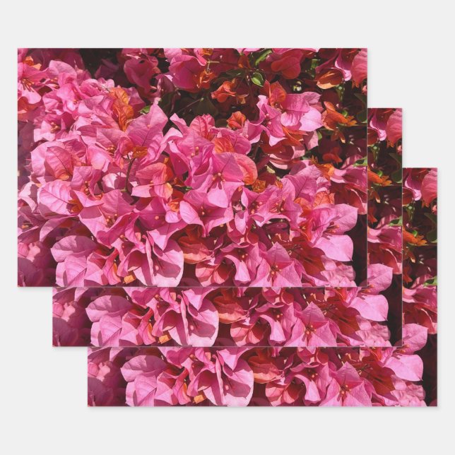 Bougainvillea Pink Tropical Vining Shrub Photo  Wrapping Paper Sheet (Set)