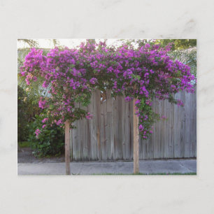 Bougainvillea Postcard