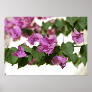 Bougainvillea Poster