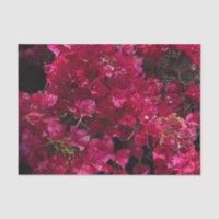 Bougainvillea Red Tropical Vining Shrub Photo