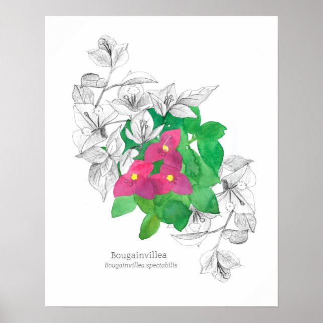Bougainvillea Tropical Flower Language of Flowers Poster (Front)