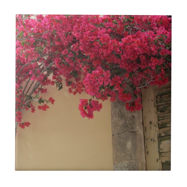Bougainvilleas on a Rustic Building in Greece Ceramic Tile (Front)