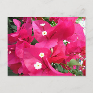 Bouganvilla Postcard