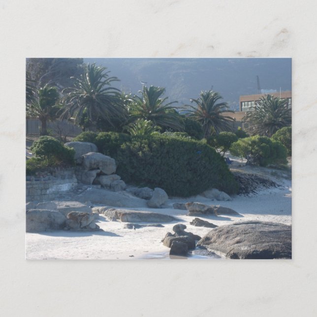 Boulders Beach - Cape Town Postcard (Front)