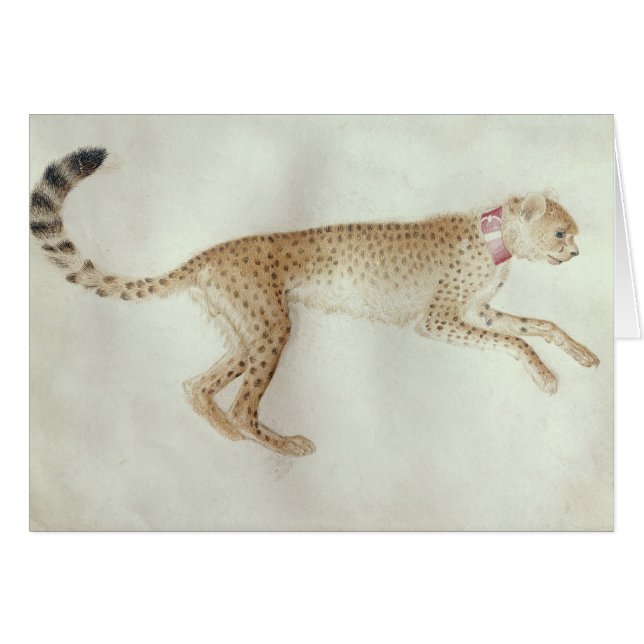 Bounding cheetah with a red collar (Front Horizontal)
