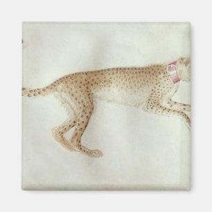 Bounding cheetah with a red collar magnet