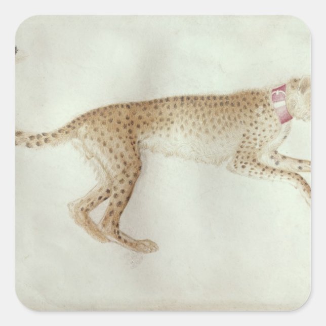 Bounding cheetah with a red collar square sticker (Front)