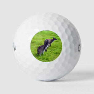Boundless Horizons: Grey Kangaroos on Grassy Plain Golf Balls