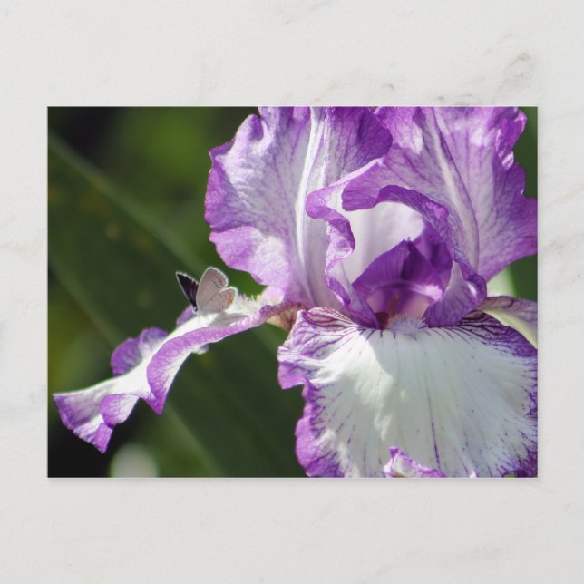 Bountiful Butterfly Iris Photography Postcard (Front)