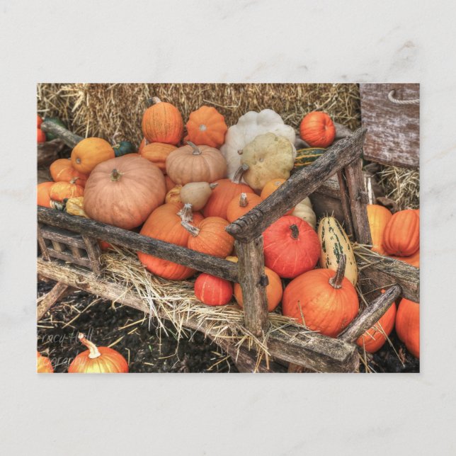 Bounty Pumpkins Postcard (Front)