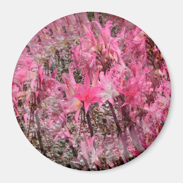 Bouquet of Amaryllis.....  Magnet (Front)