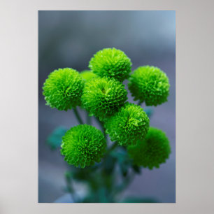 Bouquet of Green Santini Chrysanthemum Flowers Poster