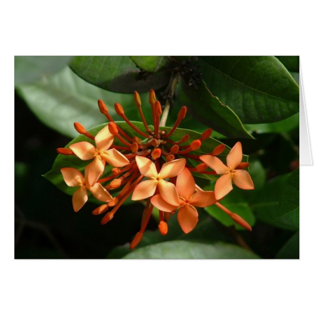 Bouquet of Ixora (Front Horizontal)