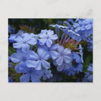 Bouquet of Plumbago