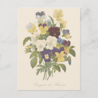 Bouquet Pansy Pansies Flower Illustration