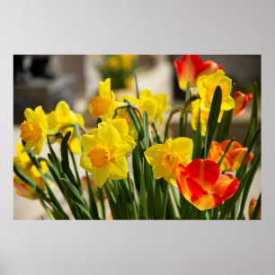 Bouquet yellow daffodil Photo Poster