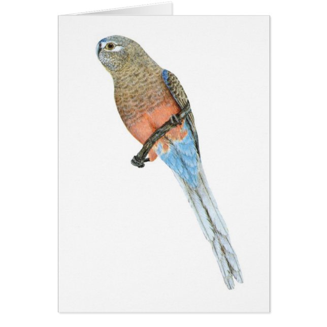 Bourke's Parrot - Neophema bourkii (Front)
