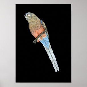 Bourke's Parrot - Neophema bourkii Poster