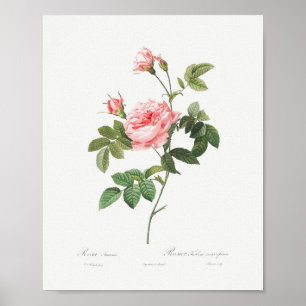 Boursault Rose Vintage Floral Pink Rose Poster