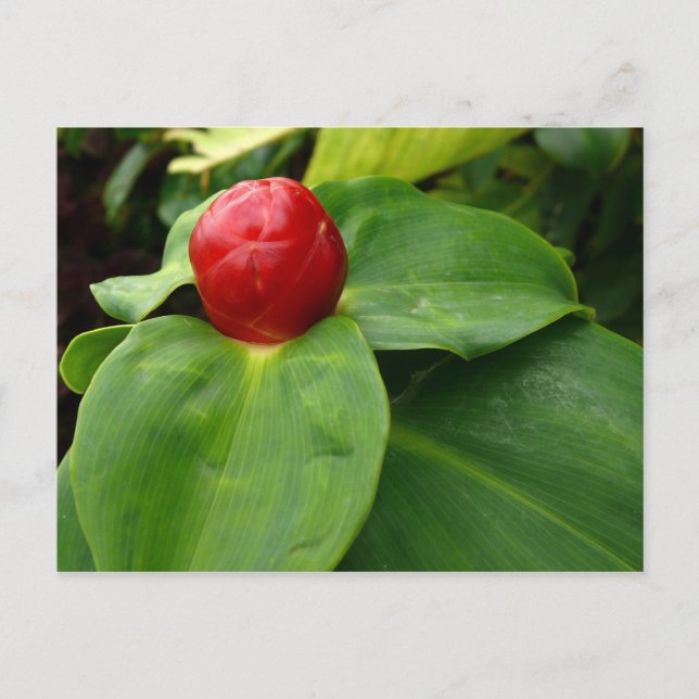 Bouton Rouge - Martinique, FWI Postcard (Front)